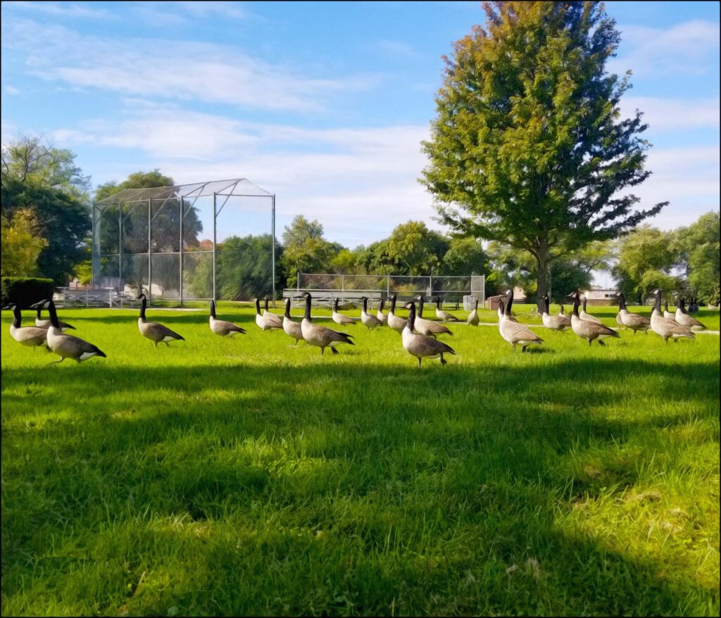 Milwaukee County's Emerald Necklace: Picture of an army of Geese parading up and down Humboldt Park’s central thoroughfare.